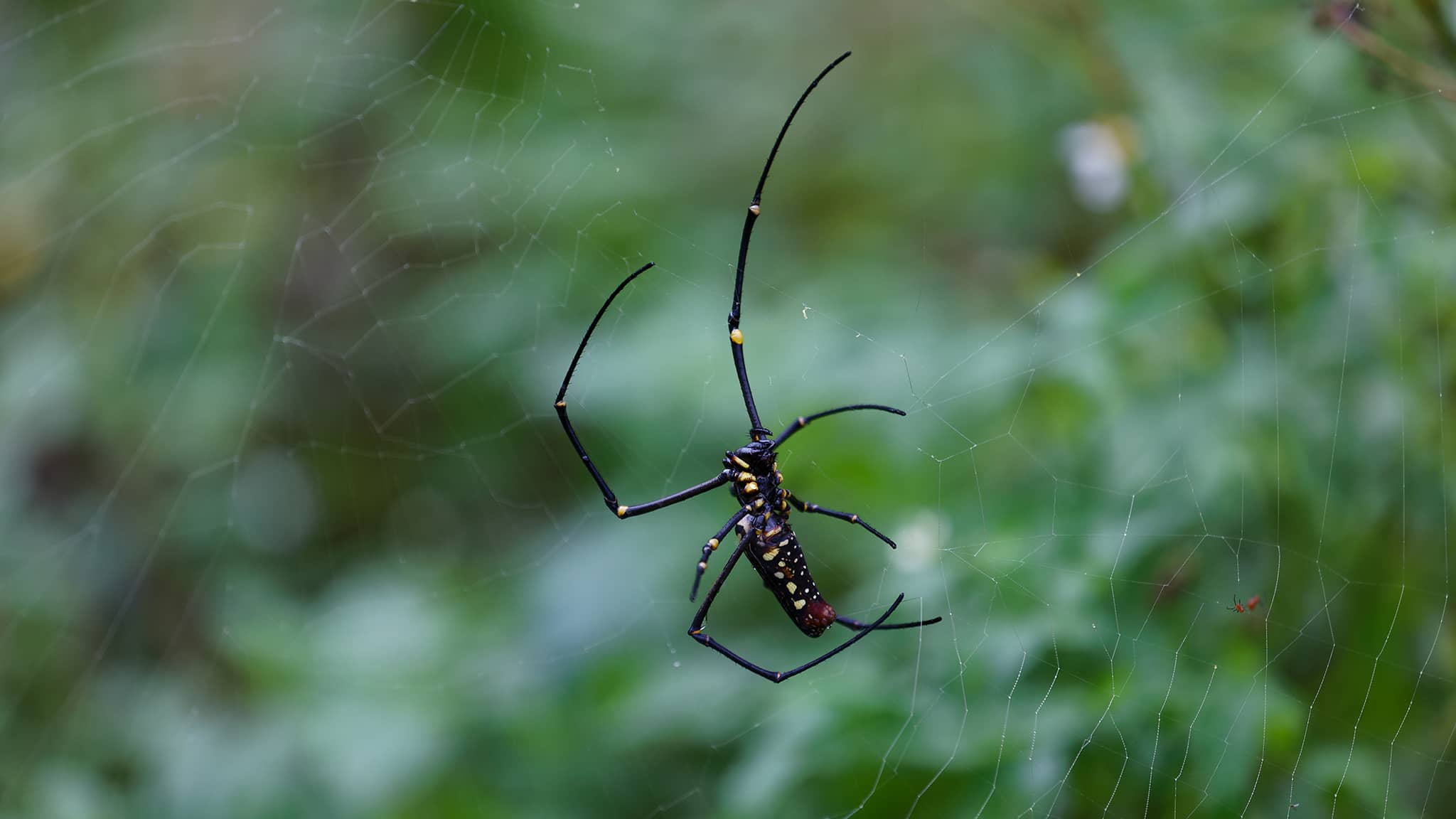 01 - Tapei (48) Maokong.jpg